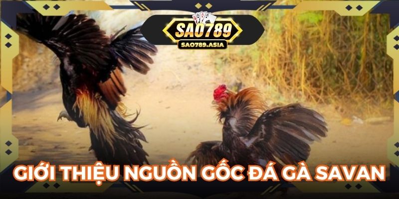 Giới thiệu nguồn gốc đá gà Savan